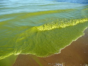 Lake Erie Nutrient Pollution Harmful Algal Bloom Dead Zone public trust