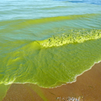 Lake Erie: Clean It Up or Admit It’s a Sacrifice Zone